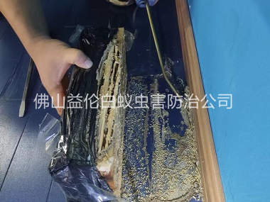 西安体育馆灭治白蚁工程